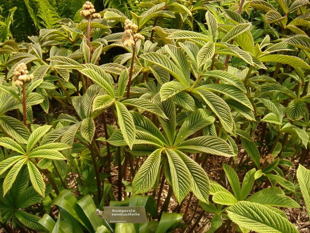 Rodgersia sambucifolia feuille